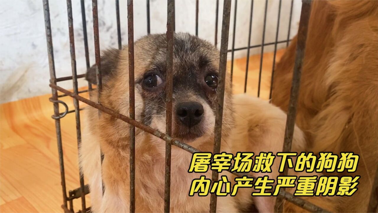 狗狗目睹同类被宰杀,吓得蜷缩在笼子不敢出来,狗狗的反应看哭了_高清1080P在线观看平台_腾讯视频