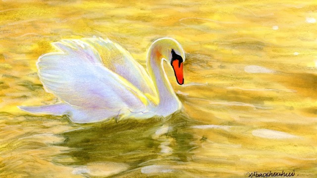 彩铅动物公开课-水中天鹅1