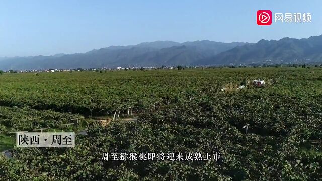 陕西周至:43.2万亩猕猴桃将成熟 预计九月初上市