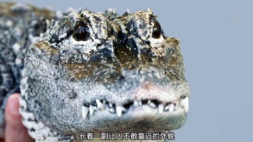 鳄鱼竟然可以长得如此软萌温顺，中国独有的扬子鳄长这样#鳄鱼