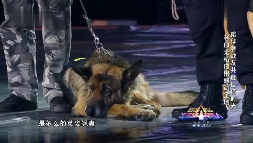 出彩中国人：退役警犬看哭全场，狗狗这种动物，太值得我们去爱了