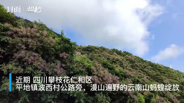 30秒 | 四川攀枝花的云南山蚂蝗开了,网友:看名字吓哭了 看到花美哭了