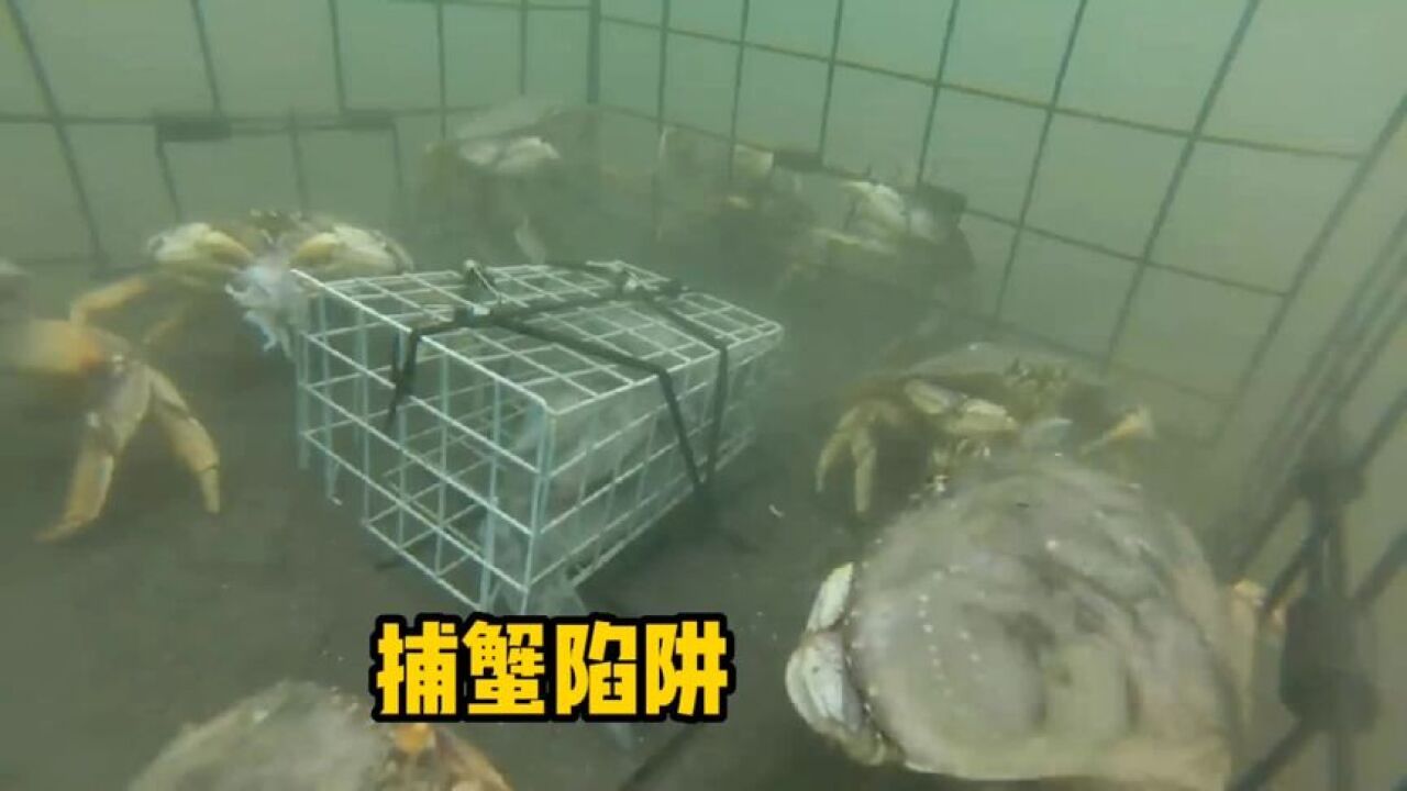 用铁笼捕蟹,一笼就能抓到十几只,太厉害了!_腾讯视频