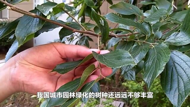 农村荒地种什么树好?这个品种,只要精心管理,每亩总收益89万元