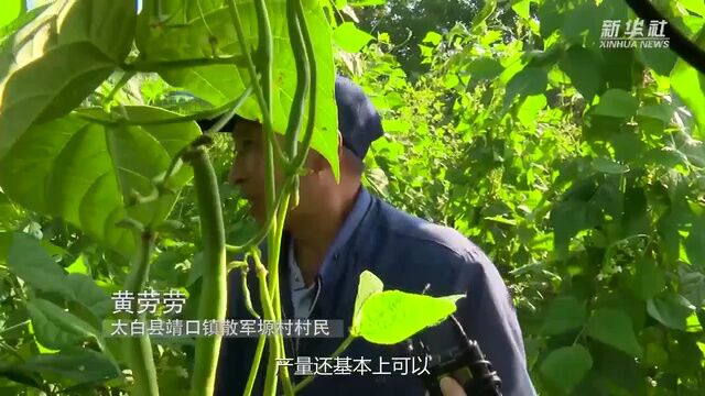 新华全媒+|陕西太白:高山蔬菜持续带动农民增收