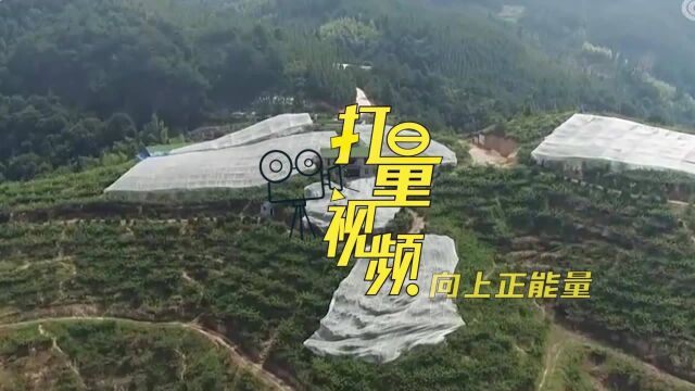 累累硕果缀枝头!福建芙蓉李采摘正当时,酸甜爽口让你欲罢不能