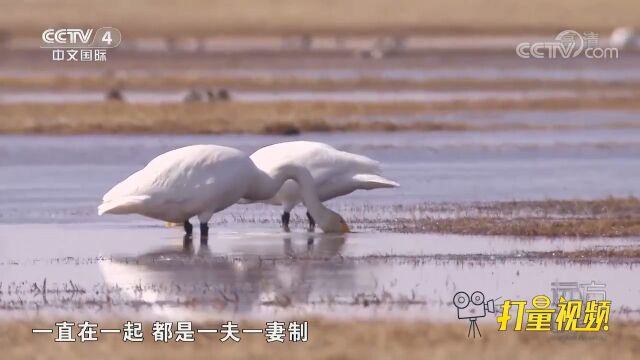 天鹅代表忠诚,一旦在一起就不分开,实行一夫一妻制