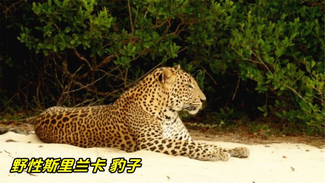 豹子是森林里的顶级猎手,它把一只鹿挂在高树上,显出它的霸道行径