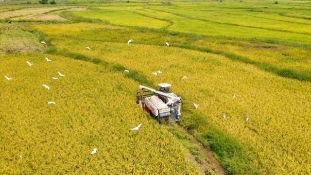 9月13日,江西省抚州市金溪县黄通乡河湾村中稻陆续成熟,当地农户抢抓晴好天气,驾驶收割机抢收中稻,田野里一片丰收景象