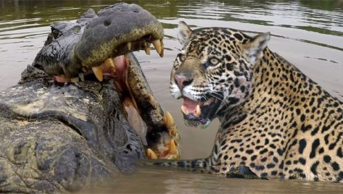 美洲豹VS鳄鱼VS水獭-野生动物决一死战，我爱自然！