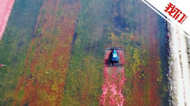 航拍国内最大的蔓越莓种植地“水收”:打果机拉出红彩带 果实自动浮在水面