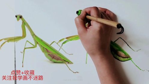螳螂新画法，零基础小白都能学习的——国画教程