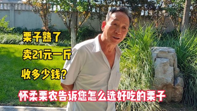 栗子熟了卖21元一斤收多少钱怎么选?北京栗农告诉您,真涨知