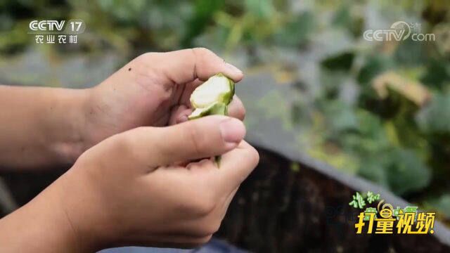 新鲜的菱角长在叶子底下,掰开菱角白白嫩嫩口感清甜