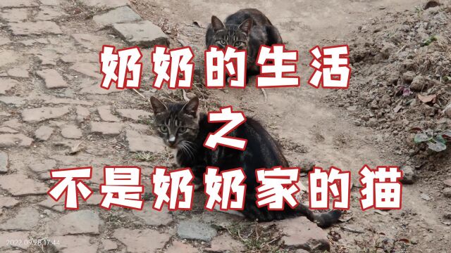 可爱的小猫,贪吃的小猫.奶奶的生活之不是奶奶家的猫