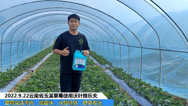 生根剂云南省玉溪草莓使用夫沃施沃叶根乐夫草莓成活率高,缓苗快,长势旺盛根系发达