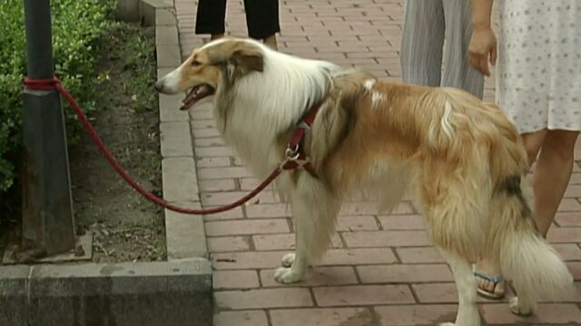 世界狂犬病日:关于狂犬病你了解多少?