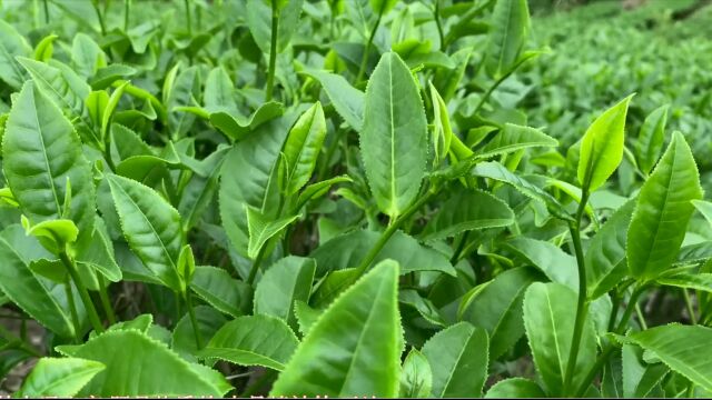 以茶会友、以茶代酒、以茶作诗