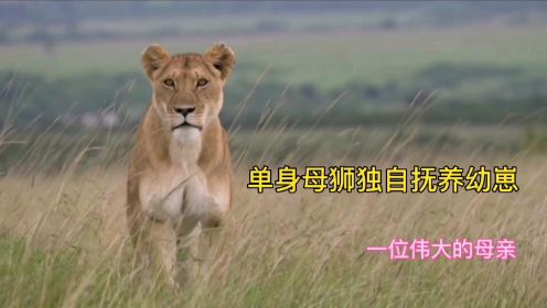 非洲大草原上单身母狮独自抚养幼崽，谱写了一位伟大母亲的传奇。