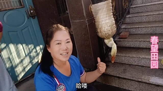 农家养的笨大鹅,150元一只贵吗?这个季节不能吃大鹅不好秃噜毛