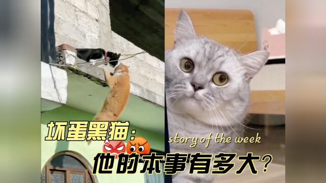 坏蛋黑猫又有好多恶作剧,领导说要收拾它哦……