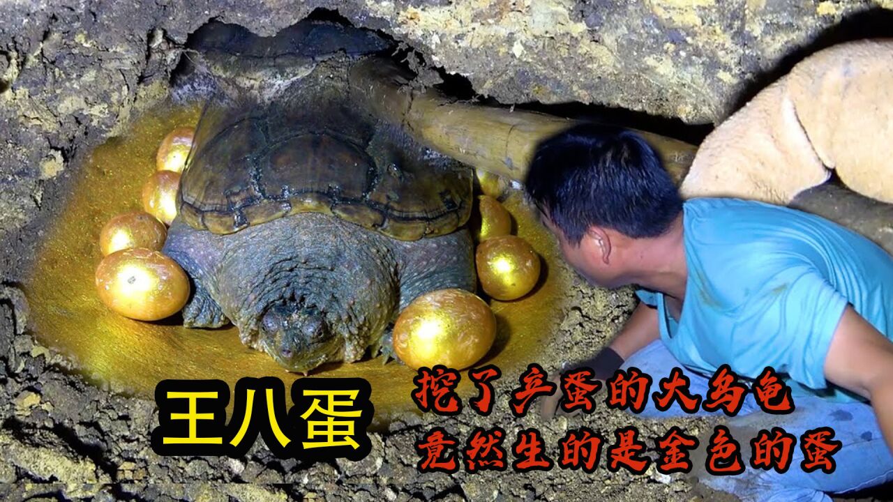 一只王八,竟然守护一窝乌龟蛋_高清1080P在线观看平台_腾讯视频