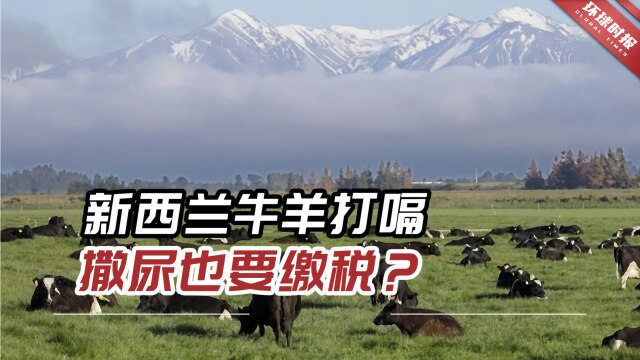 新西兰牛羊打嗝、撒尿也要缴税?当地农民强烈反对!