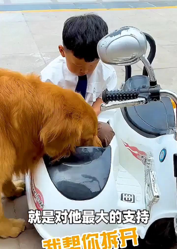 金毛大暖男轮胎