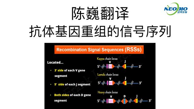 【陈巍翻译】抗体基因重组的信号序列