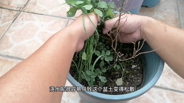 分享蓝莓的“全套种植”方法,想吃蓝莓自己种,好玩0难度!