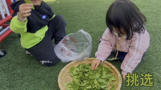 小朋友们制作茶叶的过程