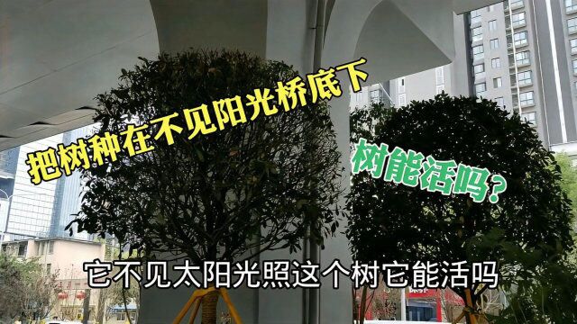 西安西郊昆明路高架桥,四通八达立交修好,可桥下这样种树好吗?