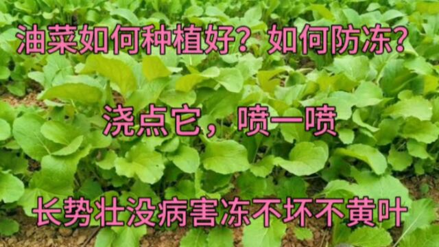 移栽小油菜,学会这招,成活率高缓苗快,后期油菜冻不坏长势好