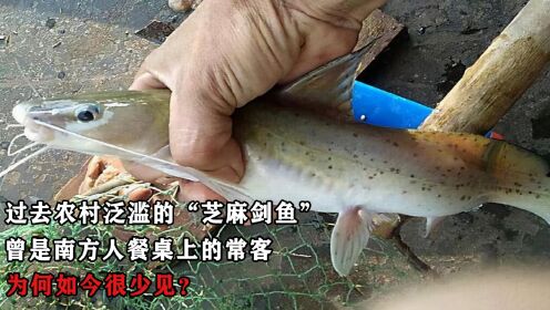 过去农村泛滥的“芝麻剑鱼”,常被人端上餐桌,为何如今很少见?_高清1080P在线观看平台_腾讯视频
