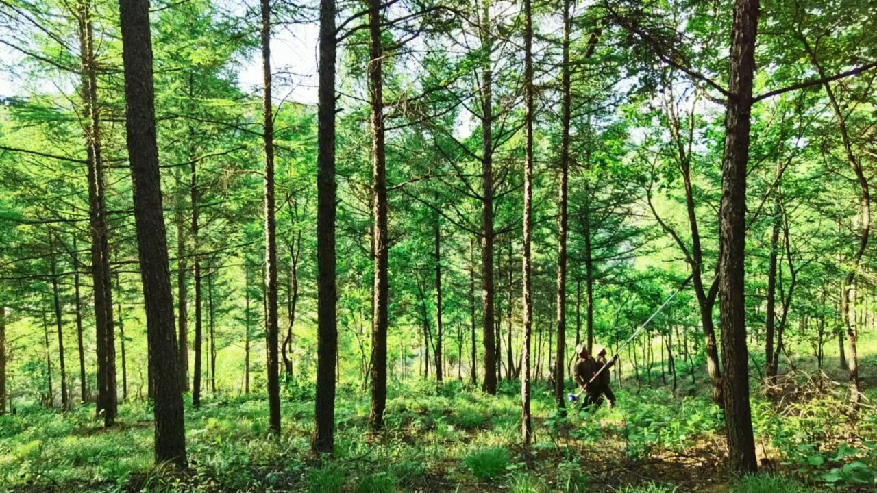 山西省太行山国有林管理局禅堂寺林场森林康养基地掠影_腾讯视频
