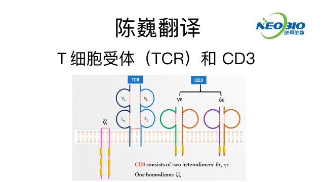 【陈巍翻译】T 细胞受体(TCR)和 CD3