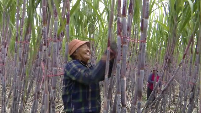 河北汉都生态农业发展有限公司甘蔗喜获丰收