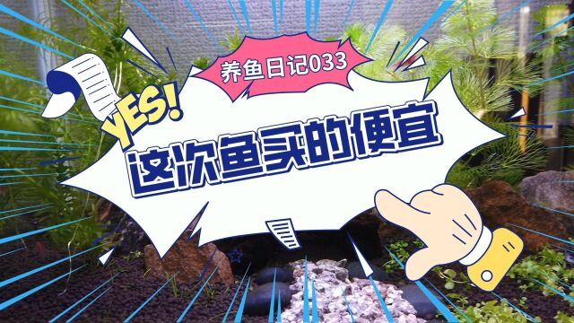 养鱼日记033:这次买鱼便宜 五条鱼才花200多 在给鱼缸换个柜子