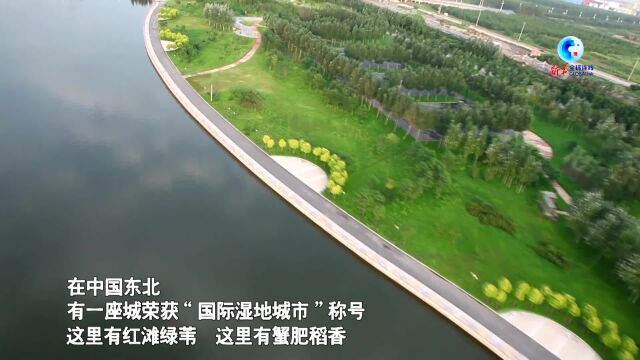 全球连线|来“国际湿地城市”盘锦 看北方湿地四季大美景色