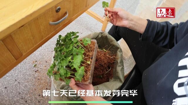 生产好种子芽率检测