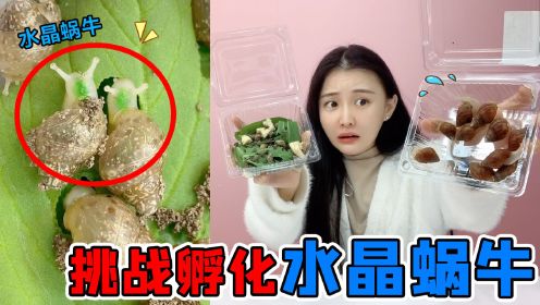 挑战孵化“水晶小蜗牛"！孵化出来超透明，吃青菜脑袋变成绿色？