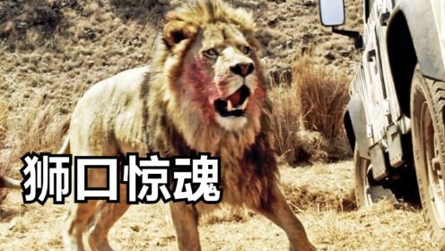 一家人去草原观赏动物，只因在草原尿尿，遭遇狮群疯狂袭击，影视