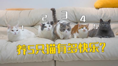 养5只猫，到底有多快乐？