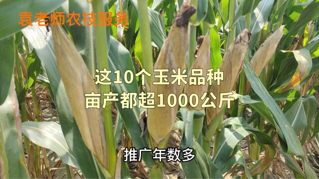 这10个玉米品种,亩产都超过1000公斤,抗病抗倒又高产