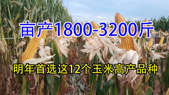 2023年首选这个12个高产玉米品种,亩产18003200斤,提前早知道