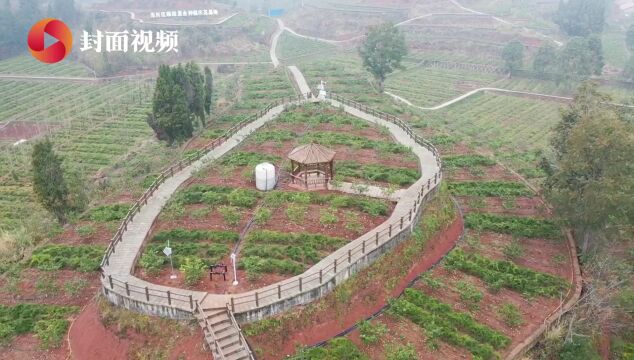 四川内江东兴区推广“天冬+N”粮经复合种植模式 让粮食安全和产业发展互促共进