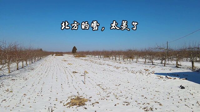 北方美丽的雪景