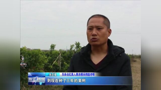 潜江这个地方果冻橙迎“甜蜜丰收”,采摘品尝正当时!