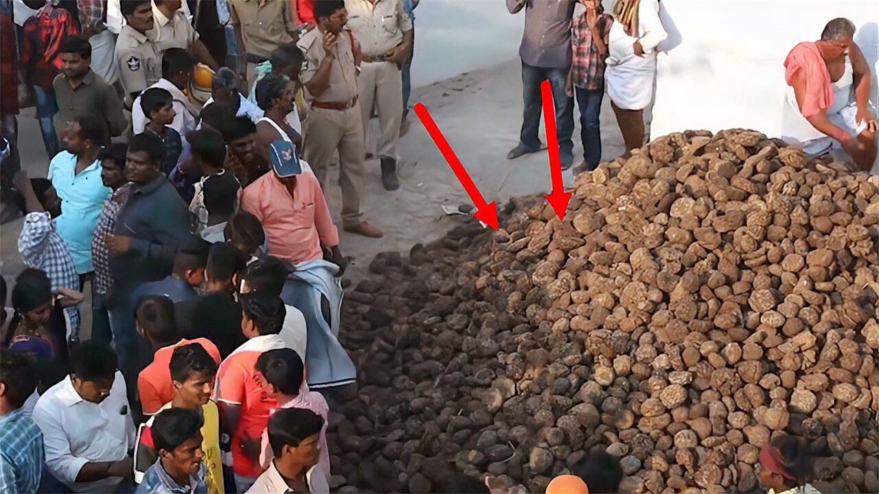 印度的"泼屎节"?万人泼牛粪场面火爆,爱他就给他多泼点牛粪