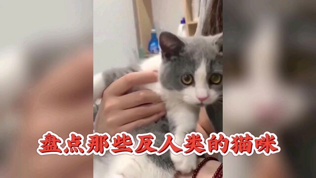 盘点反人类的猫咪搞笑视频!